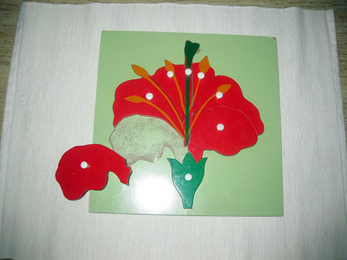 Parts of a Flower